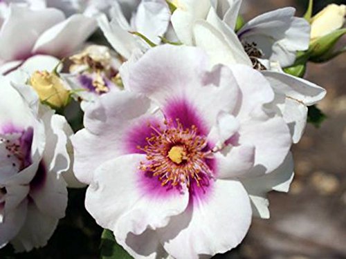 Strauchrose Eyes For You ® PEJbigeye ® im großen 7,5 ltr Topf