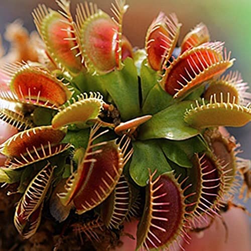 Haloppe 60/120 Stücke Dionaea Muscipula Pflanzen Samen für Hausgarten Pflanzen, Dionaea Muscipula Samen Fliegenfalle Fleischfressende Pflanze Bonsai Dekoration 120pcs