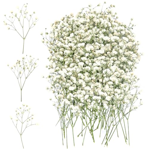 100 Stück Getrocknete Blumen Schleierkraut Getrocknet Trockenblumen Klein Baby's Breath Blumen Echte Natur Gepresste Blumen Weiß Schleierkraut für DIY Kerze Harz Schmuck Nagel Kunst Basteln