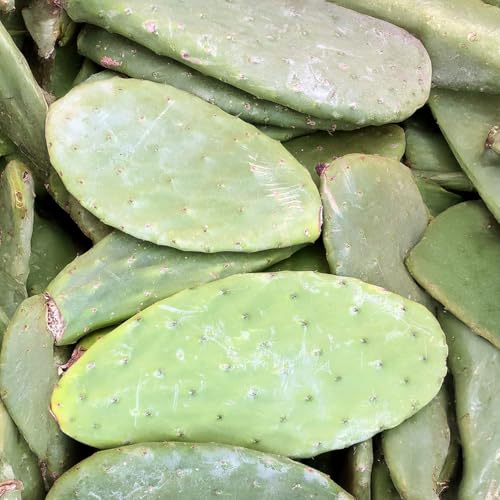 Feigenkaktus Opuntien als Futterpflanze Opuntia ficus Indica (Preis pro KG) 100% Organic!