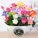 50 PCS Lotus Samen Wohnung Gemischt: Schalenlotus Samen winterharte pflanzen für Garten, Pflanzen Kräuter Samen, Bonsai Samen Blumen Balkon, Lotusblume Samen, Blumen Saatgut Schalenlotus (50 PCS)