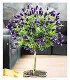 BALDUR Garten Lavendelstämmchen mit Krone, 1 Pflanze, Lavandula für Balkon & Terrasse Duftlavendel, winterhart, duftend, trockenresistent, pflegeleicht, Bienen- und Schmetterlingsfreundlich