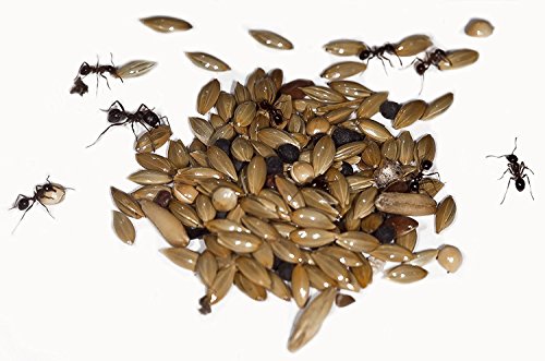 AntHouse 50g Type I Seed Mix for Granivorous Queens Ants and Ants Colony