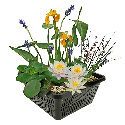 vdvelde.com - Mini Teichpflanzen Set Winterhart - Weiß - 1 Weiße Seerose und 3 Blühende Wasserpflanzen - inklusive Teichkorb, Lehm, Abdeckkies und Teichpflanzen Dünger - Van der Velde Wasserpflanzen