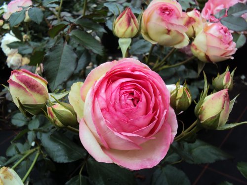 Strauchrose Eden Rose 85 ® Containerrosen im großen 7,5 Liter Topf