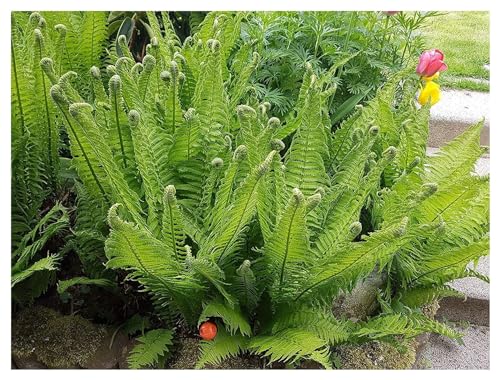 3 x Matteuccia struthiopteris (Ziergras/Gräser/Farn/Winterhart/Mehrjährig/Staude/Stauden) Straußenfarn oder Trichterfarn - Perfekt für den Schatten und Halbschatten - von Stauden Gänge