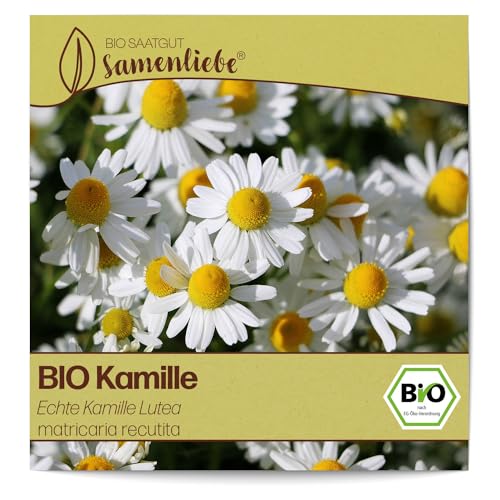 Samenliebe BIO Kamille Samen alte Sorte Echte Kamille Lutea Wildkräuter Bienenpflanze weiß 3000 Samen samenfestes Kräuter Saatgut für Küche indoor und Balkon Garten BIO Kräutersamen mehrjährig