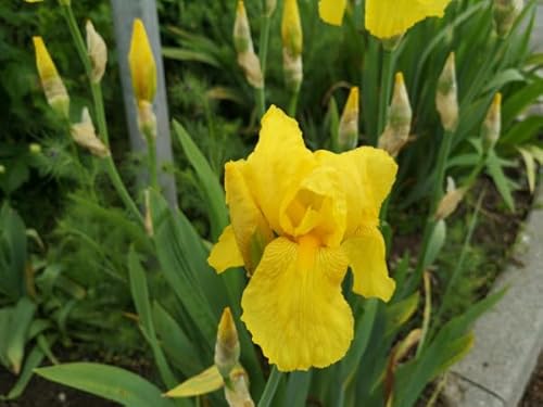 Sumpf-Schwertlilie (lat. Iris pseudacorus) Gelbe Teichpflanze – Wasserpflanze für Teichrand und Kübel – Bienenfreundlich und insektenfördernd – Einheimische Pflanze – Winterhart – Aussaat Frühjahr