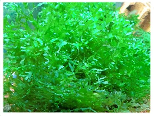 Süßwassertang - Lomariopsis lineata "Aquarium Rio Zucht"