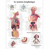 3B Scientific Lehrtaffel - Le système lymphatique - Französisch