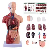 Ultrassist Menschliches Anatomie Modell mit digitalem Handbuch, 15 Stück Abnehmbares Menschliches Körpermodell für Kinder, 28 cm Menschliches Torso Modell mit Basis