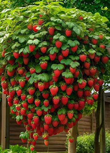 Klettererdbeere - Erdbeerbaum (Partie von 5 rote Pflanzen in Torf)