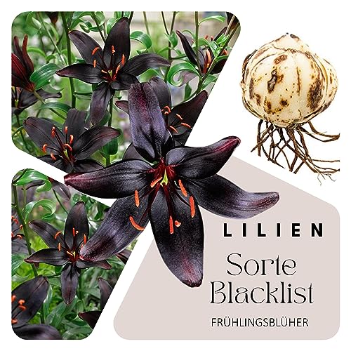 Schwarze Lilien Zwiebeln (10 Stück) Blumenzwiebeln - Sorte: Blacklist - XXL Grösse 18/20 - mehrjährig - winterhart - SAISONWARE - NUR KURZE ZEIT ERHÄLTLICH