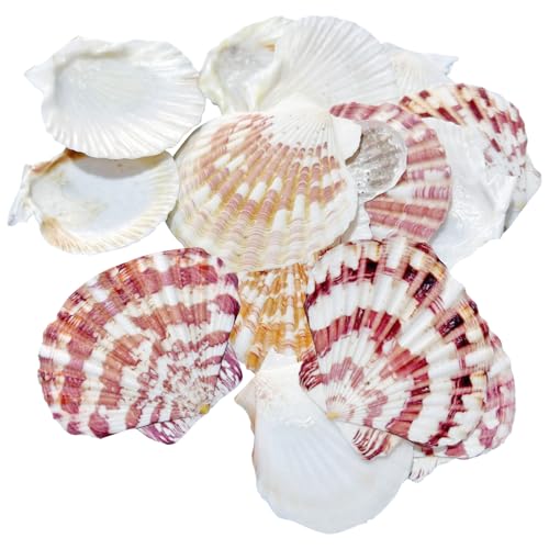 Zliger 65 Stück Jakobsmuschel Natürliche Muschel Natürliches Muscheln Deko Weiße Jakobsmuscheln Maritime Hängedeko Weiße Jakobsmuscheln für Kerze Machen Home Decoration Party Hochzeitsdekor (4-7cm)
