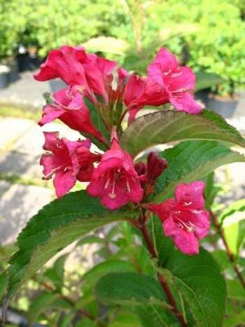 Weigelie Weigela Bristol Ruby 60-80 cm hoch im 5 Liter Pflanzcontainer