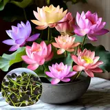 Lotusblume Samen Lotus Teichpflanzen Winterhart - 30 Stück Lotusblumensamen für Wasser, Bonsai Lotu Samen für Hausgartens Balkon Garten Dekoration Wasserpflanzen