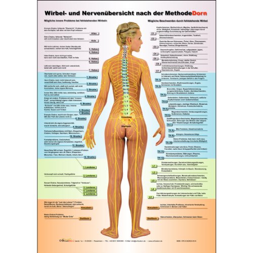 Dorn Methode: Wirbel- und Nervenübersicht nach der Methode Dorn A3