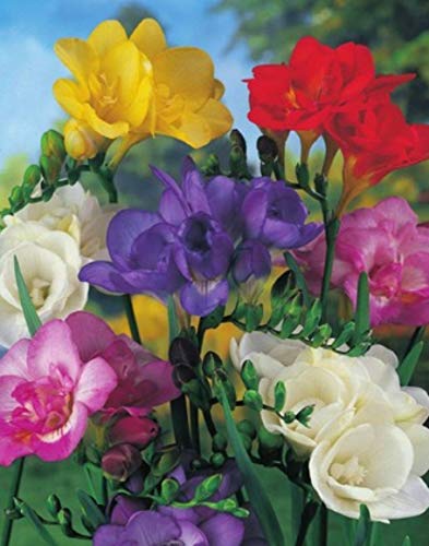 Freesien Gefüllte Mischung Duftend Blumenzwiebeln (50 Blumenzwiebeln)