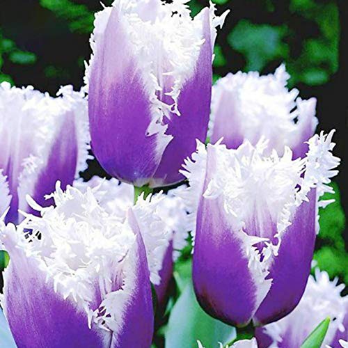 50 Stück Tulpenzwiebeln Winterhart Mehrjährig, Tulpen Samen für Garten und Balkon, Tulpen Pflanzen, Garten Blumen, Ideale Garten Pflanzen, Balkon Pflanzen, 50Pcs Tulip Seeds (Lila & Weiß)