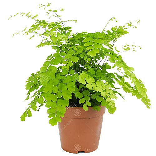 GardenersDream Adiantum raddianum Fragrans Frauenhaarfarn Lebende Zimmerpflanze in 12 cm Topf