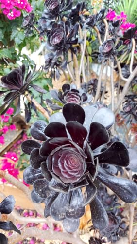 Aeonium Arboreum SCHWARZ Blumen Sukulente Zimmerpflanze 10 Samen