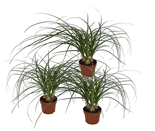 Dominik Blumen und Pflanzen, Blumen Dracena Nolina kleiner Elefantenfuß, 3er Spar-Set, mehrfarbig