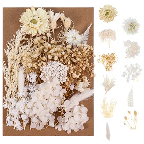 QINREN Natürliche Getrocknete Blumen, Echte Getrocknete Gepresste Blumen, Trockenblumen Set, DIY Gepresste Blumen, Trockenblumen zum basteln für Kunst DIY Harz Scrapbooking Handwerk Karten Machen