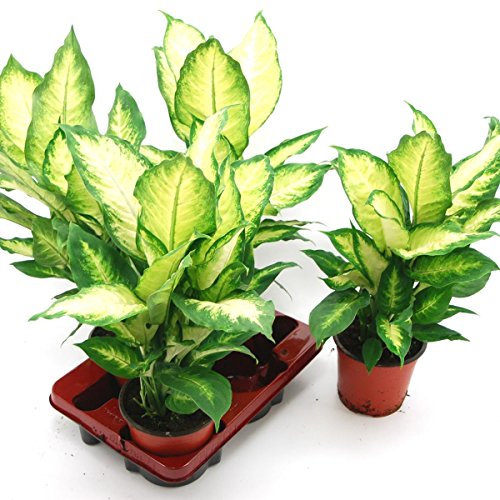 Dieffenbachia Tropic, 12 cm Topf, 30 - 40 cm hoch, 3 Pflanzen, Zimmerpflanzen