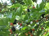 Green Future Pflanzenhandel Koreanische Zwerg-Maulbeere Morus acidosa 'Mulle' Pflanze 35-40cm Maulbeerbaum