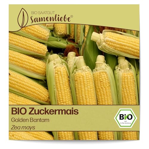 Samenliebe BIO Zuckermais Samen alte Sorte Golden Bantam süßer Traditionsmais großer Mais gold gelb 30 Samen samenfestes Gemüse Saatgut für Gewächshaus Freiland und Balkon BIO Gemüsesamen
