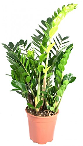 Zamioculcas zamiifolia, im 17er Topf, Glücksfeder, ca. 50 cm hoch