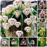 400 pcs affen orchidee pflanzen samen zimmerpflanze wiesenblumen affenkopf Affengesicht Orchidee,dracula simia,monkey orchid, sommerblumen samen bonsai topf hochbeet für balkon garten