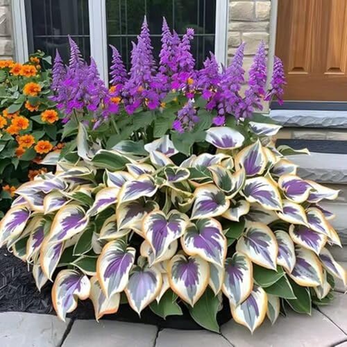 1000 Stcs Hosta-Samen, mehrjährige kalt-tolerante Blütensamen, schattenliebende Hosta-Sorten für Garten im Freien, Bodenbedeckung, Bestäuber-freundliche Schneidblumen H