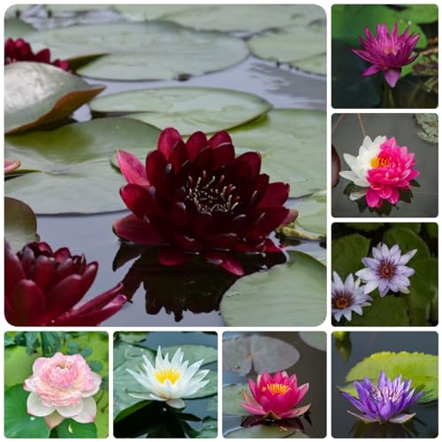 40 Pcs Lotus Samen Winterhart - Wildblumen Balkonblumen, Herbst Deko (Nymphaea Colorata) Seltene Pflanzen, Wohnzimmer Deko Pflanzen Für Draußen Winterhart, Bodendecker Winterhart Mehrjährig