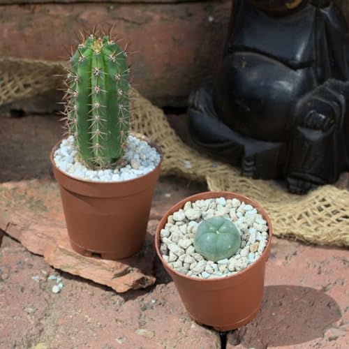 Lophophora williamsii (2cm) + Trichocereus peruvianus (6cm)