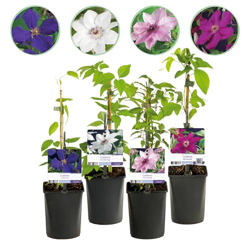 GreenboutiQ - Kletterpflanze - Clematis Rainbow - Blüte Rosa Weiß Lila Rot - Wenig Pflege - 4 Pflanzen - Topf 11cm Höhe 40cm