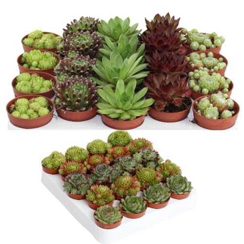 Winterharte Sempervivum Sukkulenten - Pflegeleichte Zimmer- und Gartenpflanzen im Set, Vielseitige Hauswurz für Innen- und Außenbereiche (6)