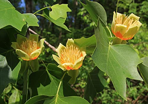 Tulpenbaum Liriodendron tulipifera Pflanze 55-60cm amerikanischer Tulpenbaum