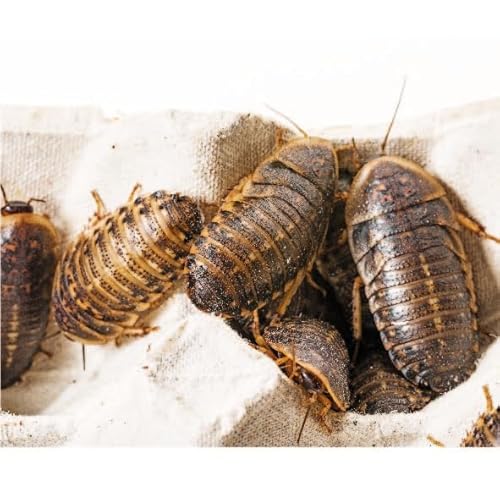 Argentinische Waldschaben Adult 100 Stück Packung