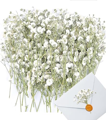 Gepresste 50 Stück Getrocknete Blumen, Trockenblumen Klein Weiße Baby’s Breath Blumen Echte Natur, Schleierkraut Getrocknet, für DIY Kerze Harz Schmuck Nagel Kunst Basteln Karten Machen