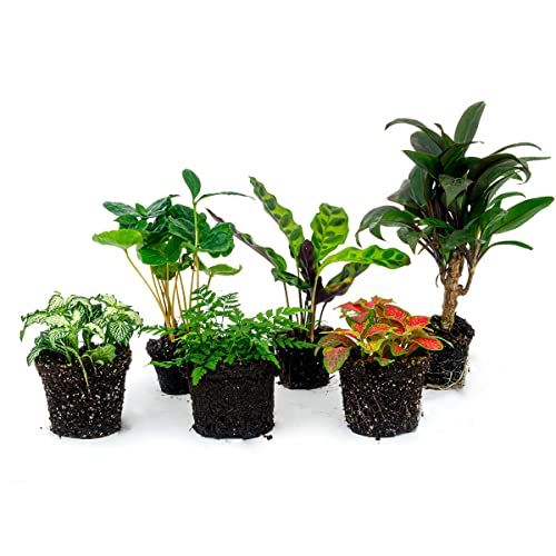 Flaschengarten Paket Jungle-Boost - 6 Pflanzen - DIY - Terrarium Komplett Set - Pflanzenterrarium - urbanjngl |