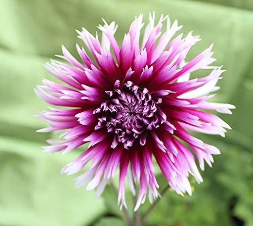 Hirschgeweih Dahlie großblumig Alauna Clair Obscur Knolle Blumenzwiebel (1)