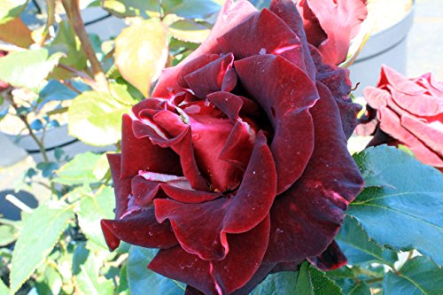Edelrose Black Baccara ® Containerrosen im großen 7,5 Liter Topf