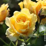 Kletterrose 'Sommergold ®' ist eine leuchtend goldgelbe und duftende Rose aus Züchtungen des bekannten deutschen Rosenzüchters Noack Rosen. Im 6 Liter Topf.