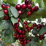 Kirsch Samen, Kirschbaum Samen, obstbäume chilenischer kirschbaum winterfest frisches obst winterharte pflanzen für garten säulenobstbäume bonsai samen zwergobstbäume winterhart garten 300pcs