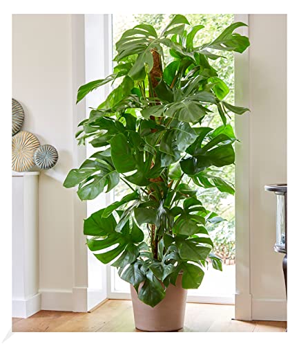 BALDUR Garten Monstera - Fensterblatt ca. 60-70 cm hoch, 1 Pflanze, Luftreinigende Zimmerpflanze Pflegeleichte Zimmerpflanze auch für dunklere Standorte, mehrjährig - frostfrei halten