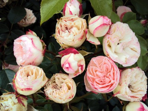 Kletterrose Mini Eden Rose ® Containerrosen im großen 7,5 Liter Topf