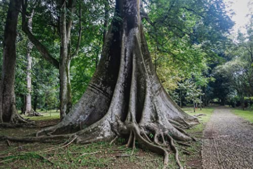 15 Samen Kapokbaum Ceiba pentandra Exot Riesen Baum Regenwald Seidenwollbaum