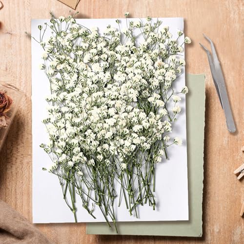 KAOHONG 130 Stück Getrocknete Gepresste Baby’s Breath Blumen Trockenblumen Weiß Schleierkraut Getrocknet für DIY Kerze Harz Schmuck Nagel Kunst Basteln