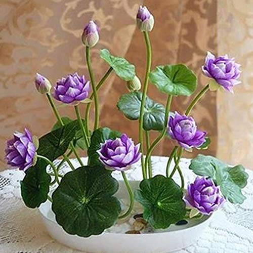 Lotus-Samen für Schale, Bonsai-Pflanzen, Heimgarten, Hydrokultur-Pflanze, lila Blumendekor, Lotus-Samen für Frauen, Männer, Kinder, Anfänger, Gärtner, als Geschenk, 10 Stück